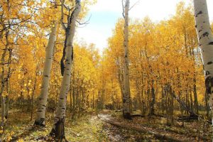 Why Tree Removal Is Important