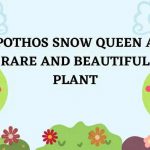 Pothos Snow Queen