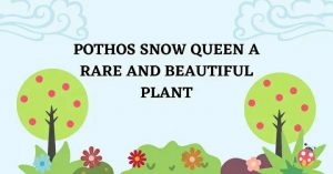 Pothos Snow Queen: A Rare and Beautiful Plant