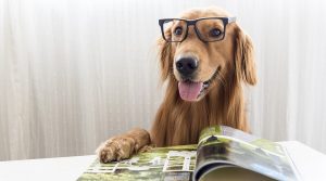 PET GROOMER: THINGS TO CONSIDER WHEN CHOOSING ONE