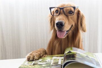 Everything you need to know about Dog Magazine in the UK