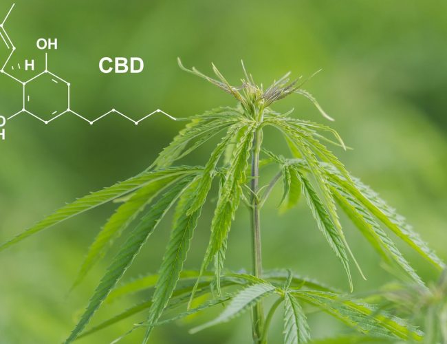 <strong>How CBD Can Assist Women’s Health Issues</strong>