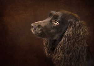 10 Small Dog Breeds That Are Great for Home