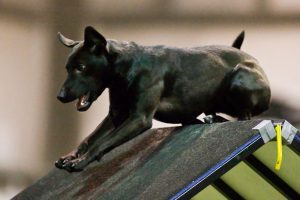 4 Typical Signs a High Prey Drive Dog Exhibits