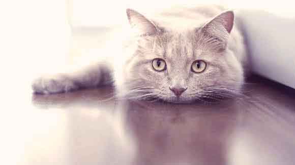 7 Things Your Cat’s Vomit May Contain