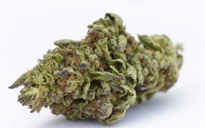 Indulge in the Sensational Delights of Black Cherry Gelato Strain: A Must-Try for Cannabis Enthusiasts!