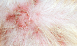 Pruritus in Dogs