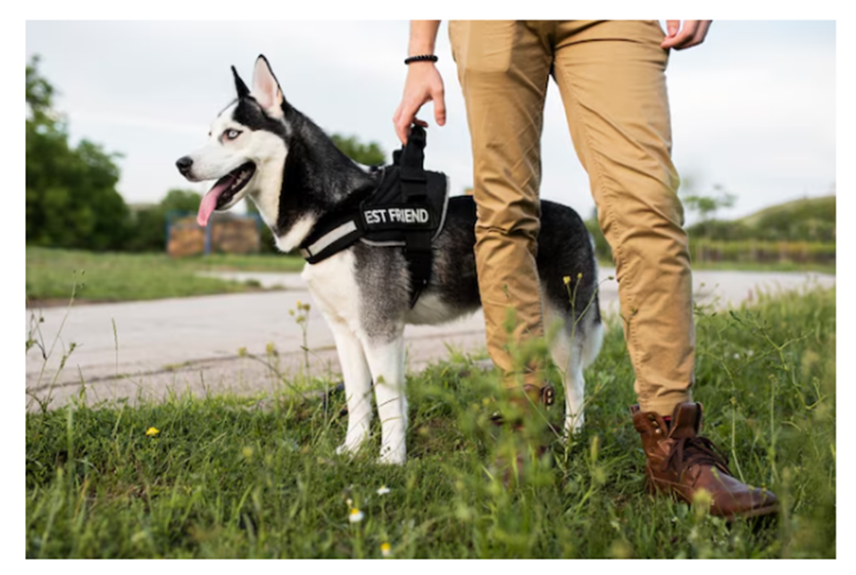 4 Top Tips to Socialize Your Dog