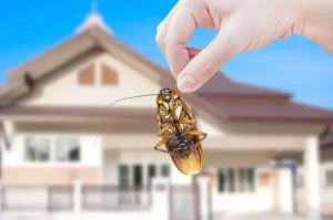 Seasonal Pest Removal: Tips To Keep Your Home Pest Free All Year