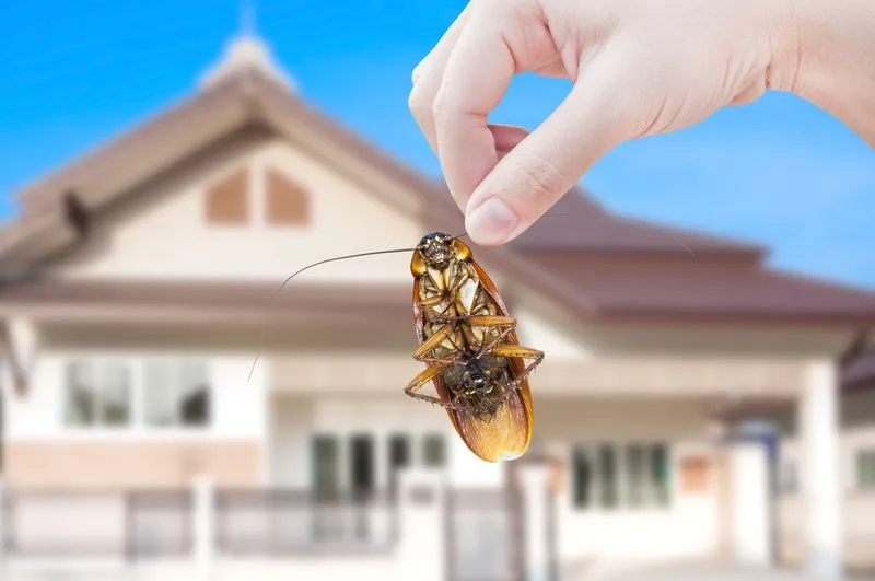 Seasonal Pest Removal