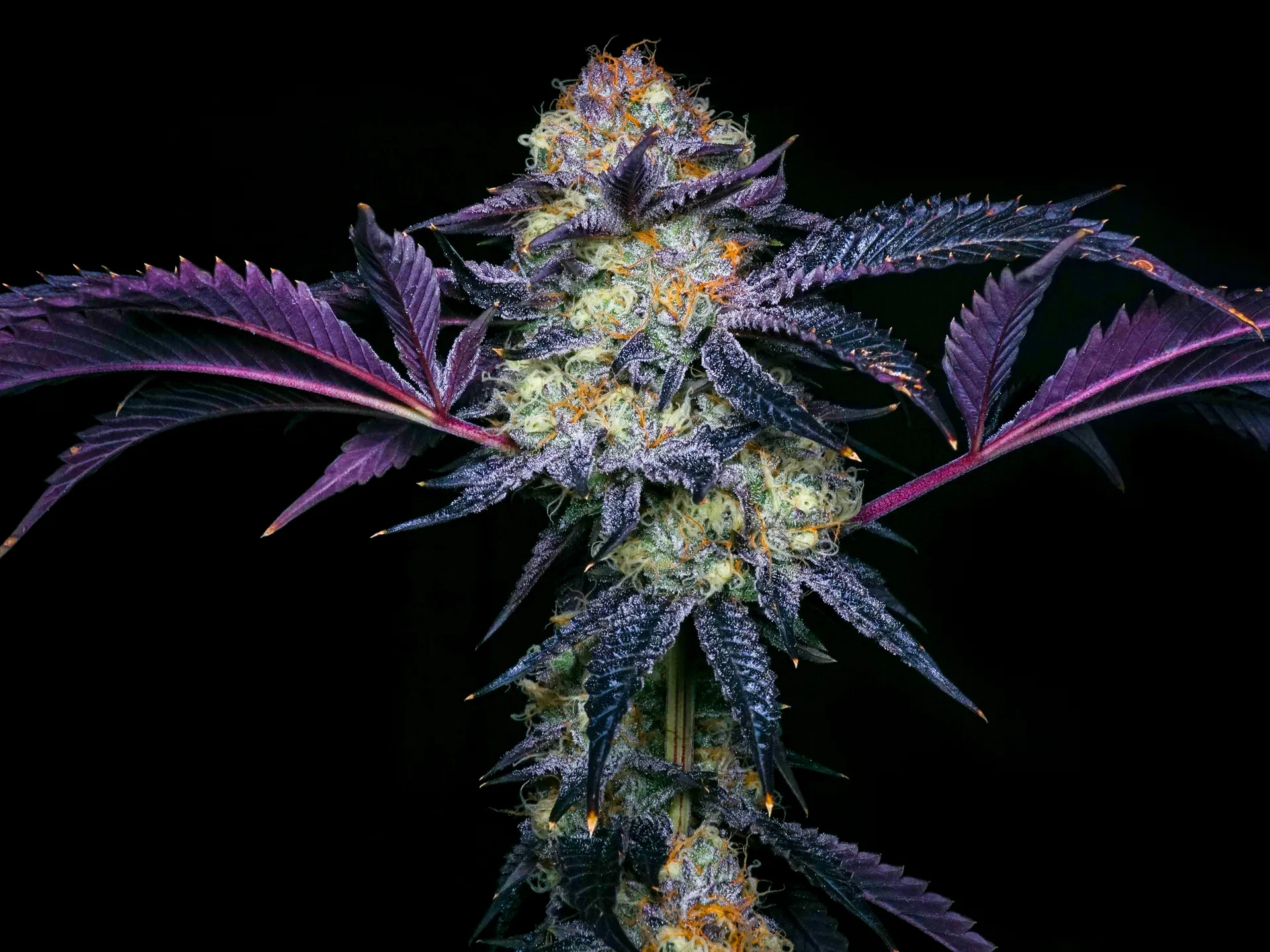 Buy Craft Weed Canada