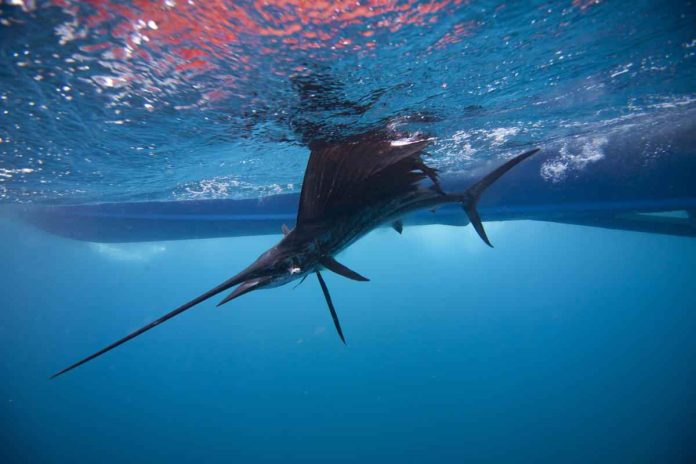 Epic Blue Marlin Fishing Tour Adventure