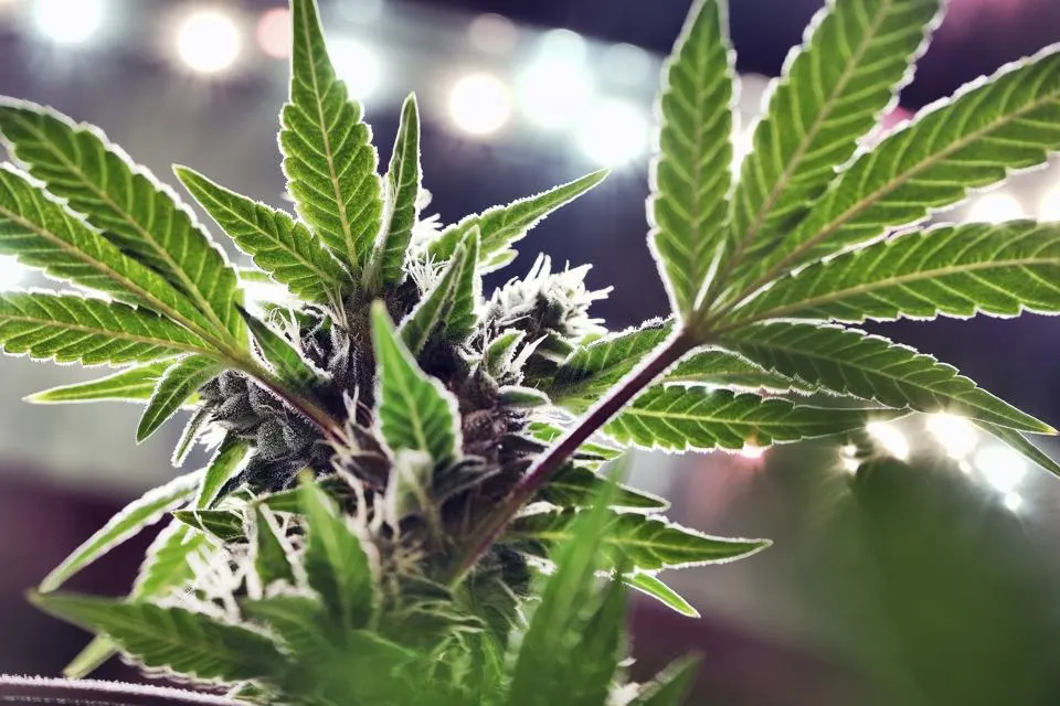 Buying Bulk Weed
