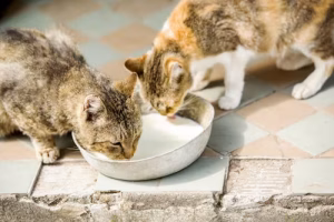 Royal Canin Cat Food vs Mera Cat Food: A Comprehensive Comparison for Cat Owners