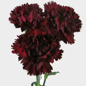 Carnations for Fundraisers, Weddings, and Community Events: A Practical Guide to Buying Flowers in Volume